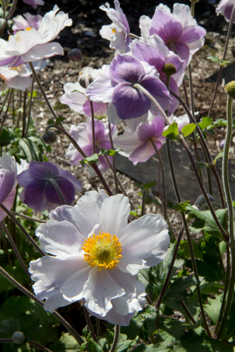 Anemone 'Dreaming Swan' uspp#27384 - Pride of Place Plants