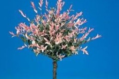 Salix-Flamingo2.JPG-Tree-Form1412