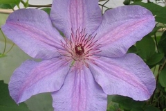 Clematis_Minister_PPAF
