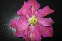 Clematis_Rituaal_PPAF_3