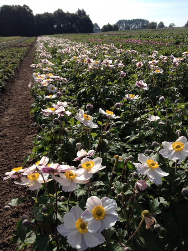 Anemone &lsquo;Elfin Swan&rsquo; USpp30496, EU52567 - Pride of Place Plants